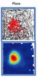 Figure 18: The place cells fire only when the rat is in a certain place in the box