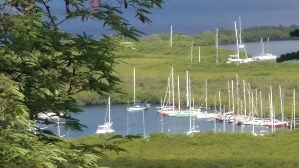 Boats sheltering from hurricane in a mangrove swamp